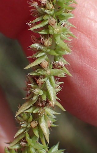 Crassula campestris
