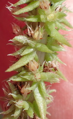 Crassula campestris