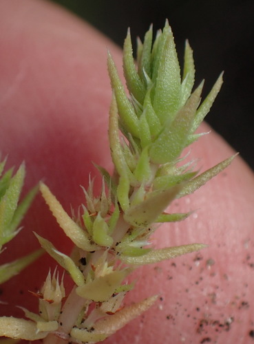 Crassula campestris