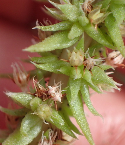 Crassula campestris