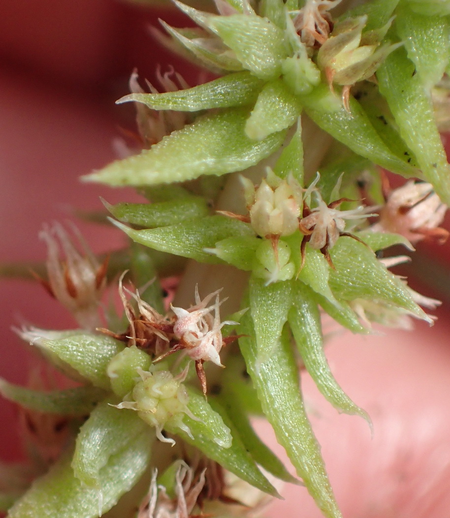 Crassula campestris