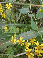 Senecio scandens