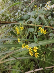 Senecio scandens