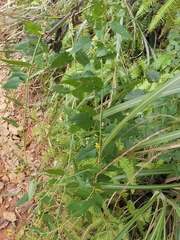 Senecio scandens
