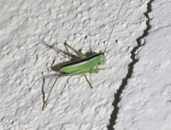 Conocephalus strictus