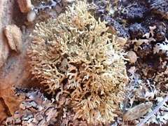 Xanthoparmelia molliuscula