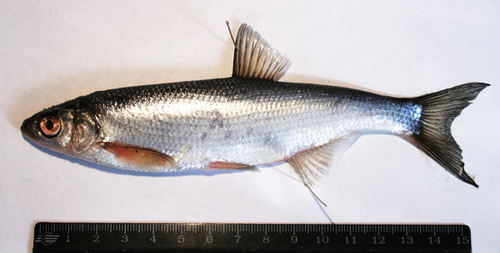 Alburnus leobergi
