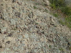 Xanthoparmelia molliuscula