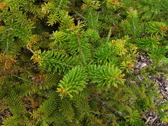 Abies koreana