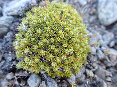 Colobanthus brevisepalus