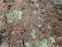 Colobanthus brevisepalus