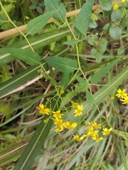 Senecio scandens