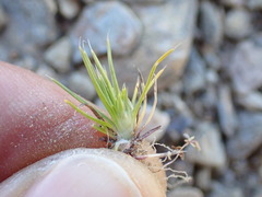 Colobanthus strictus