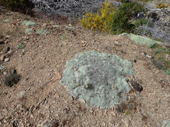 Colobanthus strictus