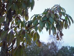 Aesculus indica