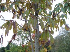 Aesculus indica