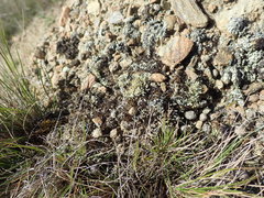 Xanthoparmelia molliuscula