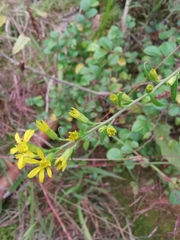 Solidago decurrens