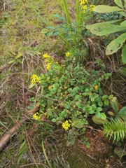 Solidago decurrens