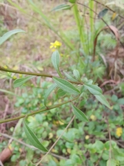 Solidago decurrens