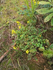 Solidago decurrens