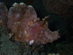 Rhinopias eschmeyeri