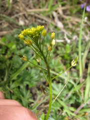 Draba nemorosa