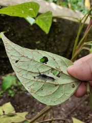 Dasychira chekiangensis