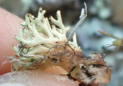 Xanthoparmelia molliuscula