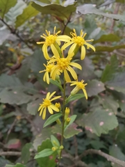 Solidago decurrens