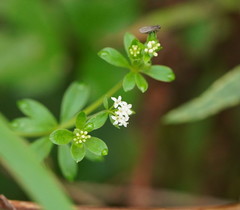 Asperula euryphylla