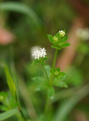 Asperula euryphylla