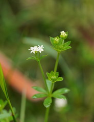 Asperula euryphylla