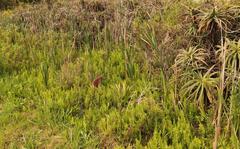 Thelypteris confluens