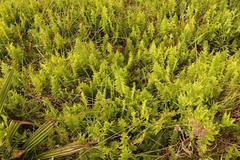 Thelypteris confluens