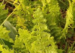 Thelypteris confluens