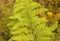 Thelypteris confluens