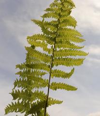 Thelypteris confluens