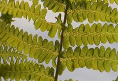 Thelypteris confluens