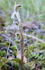 Pterostylis tristis