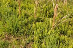 Thelypteris confluens