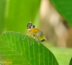 Flavoclypeus andromedus