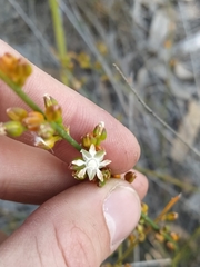 Macarthuria australis