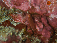 Trimma macrophthalmus