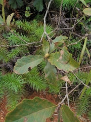 Quercus fabri
