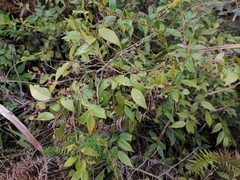 Vaccinium bracteatum