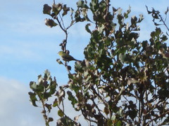 Zosterops lateralis chloronotus