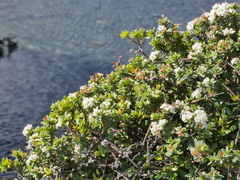 Pimelea cryptica