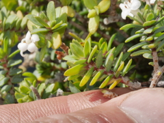 Pimelea cryptica