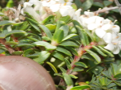 Pimelea cryptica